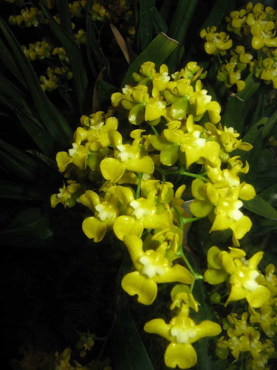 Oncidium Cheirophorum (Oncidium cheirophorum)