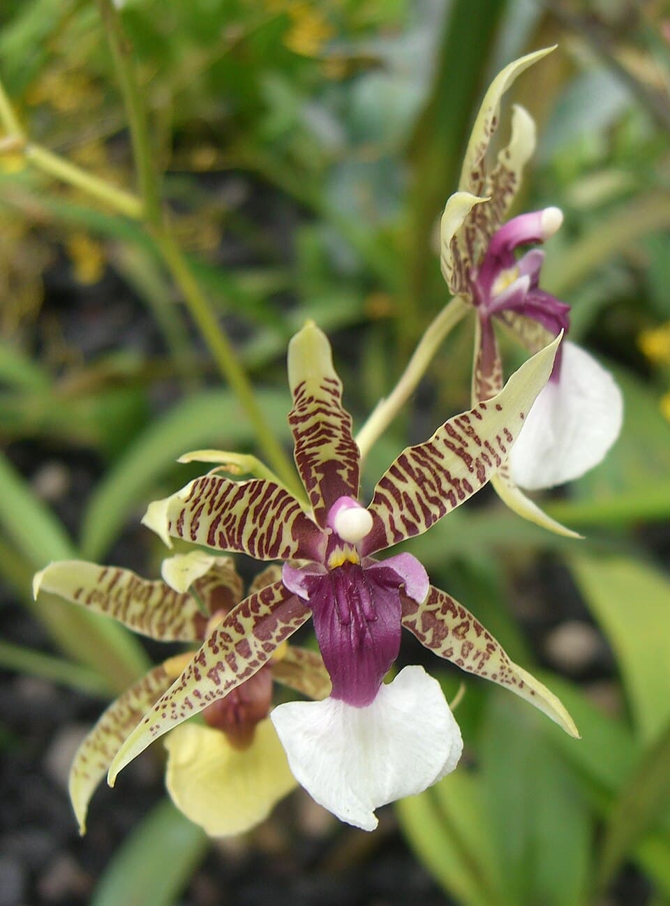 Oncidium Hastilabium (Oncidium hastilabium)
