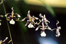 Oncidium Incurvum (Oncidium incurvum)