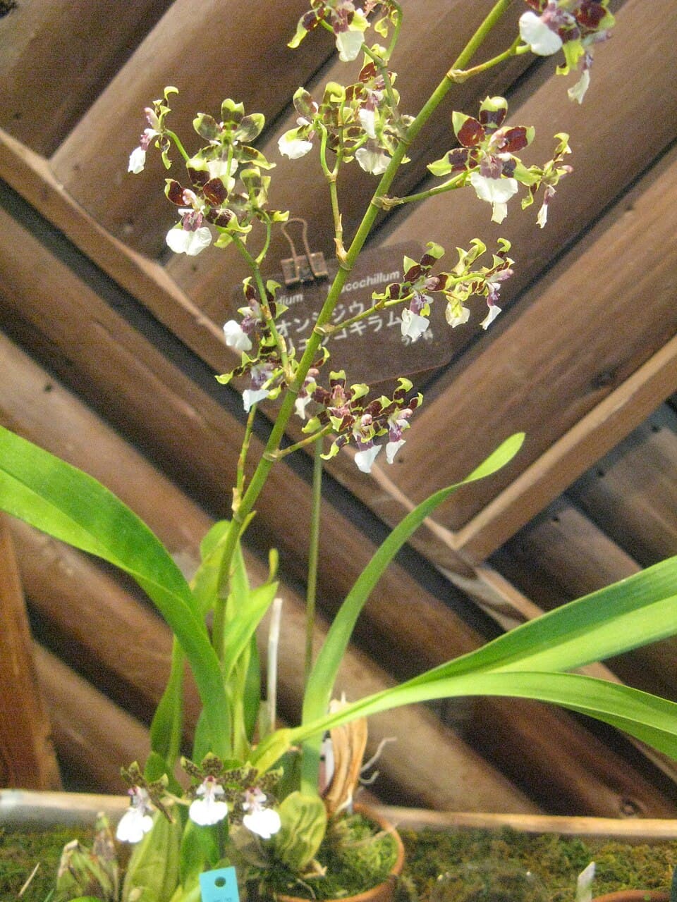Oncidium Leucochilum (Oncidium leucochilum)