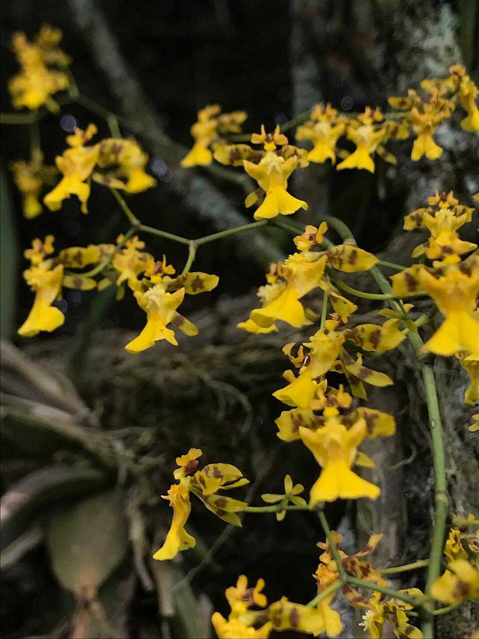 Oncidium Ornithorhynchum (Oncidium ornithorhynchum)
