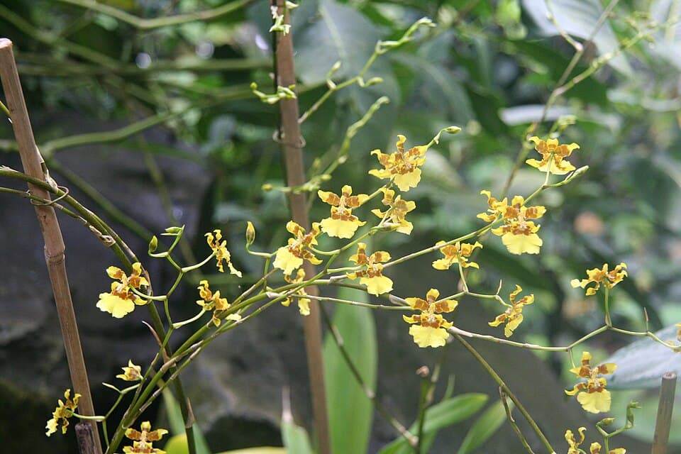 Oncidium Sphacelatum (Oncidium sphacelatum)
