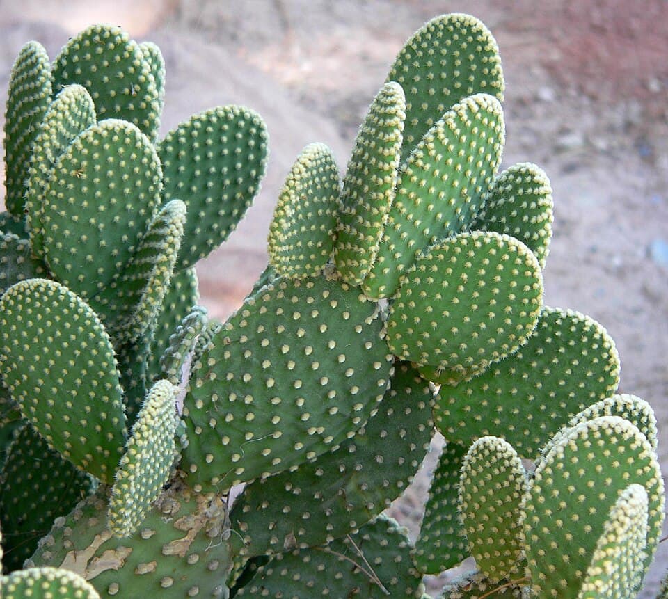 Real representative photograph of Opuntia Microdasys for the Assorted Cacti category