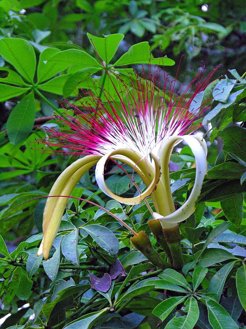 Real photograph of Money tree (Pachira aquatica)