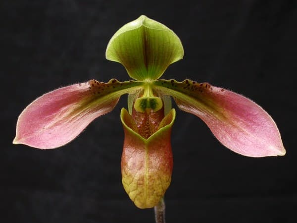 Paphiopedilum Appletonianum (Paphiopedilum appletonianum)