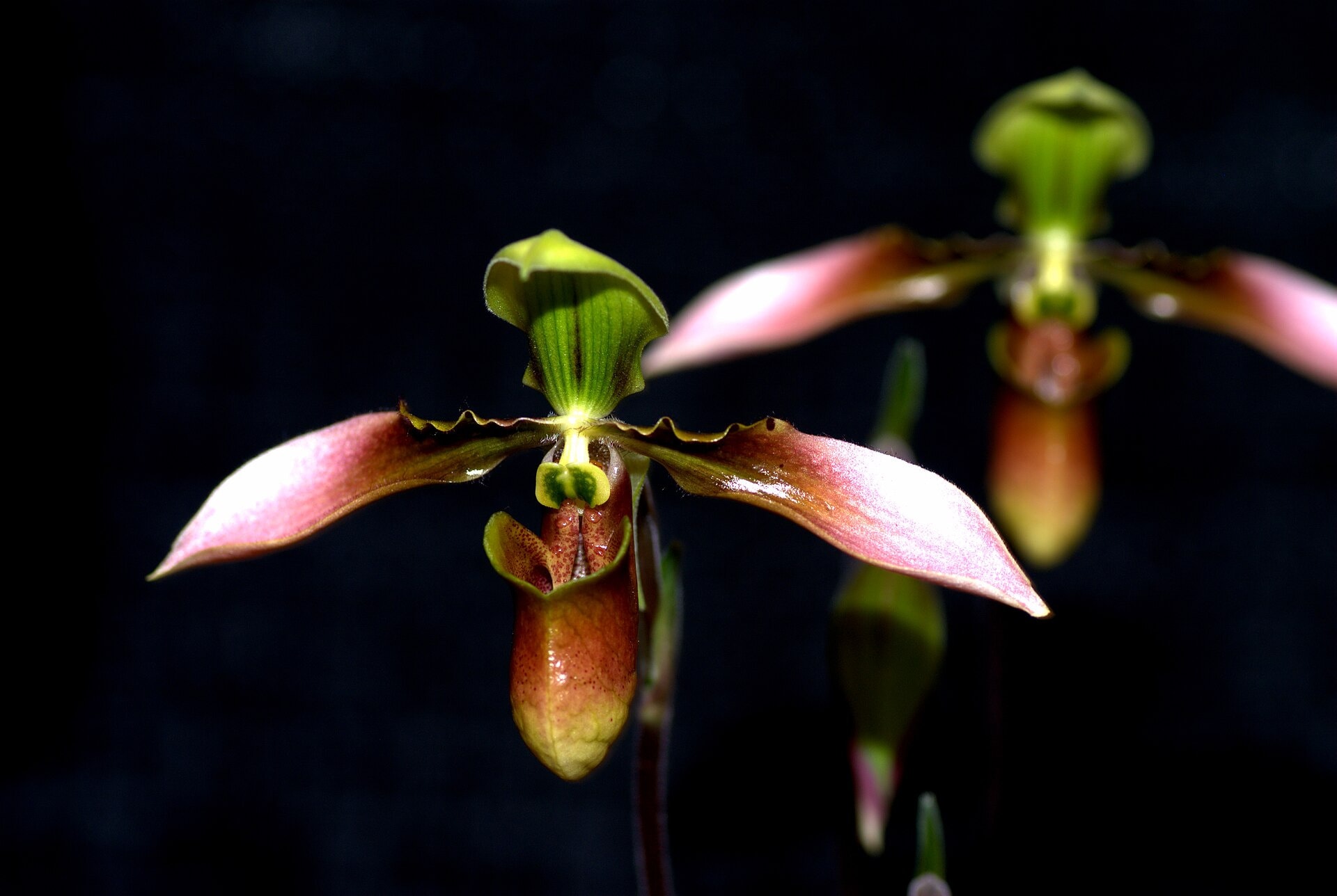 Appletonianum slipper orchid (Paphiopedilum appletonianum)