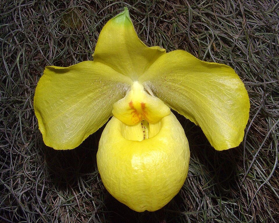 Paphiopedilum Armeniacum (Paphiopedilum armeniacum)
