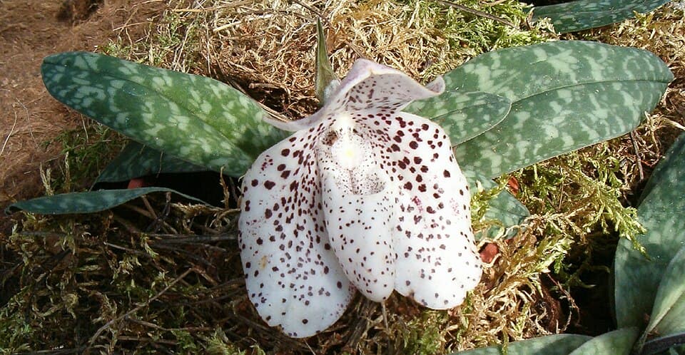 Paphiopedilum Bellatulum (Paphiopedilum bellatulum)