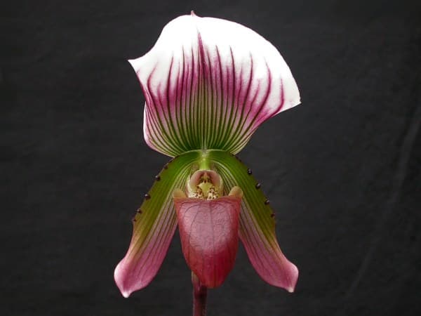 Paphiopedilum Callosum (Paphiopedilum callosum)
