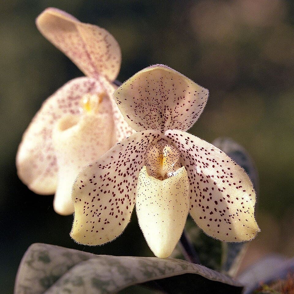 Paphiopedilum Concolor (Paphiopedilum concolor)