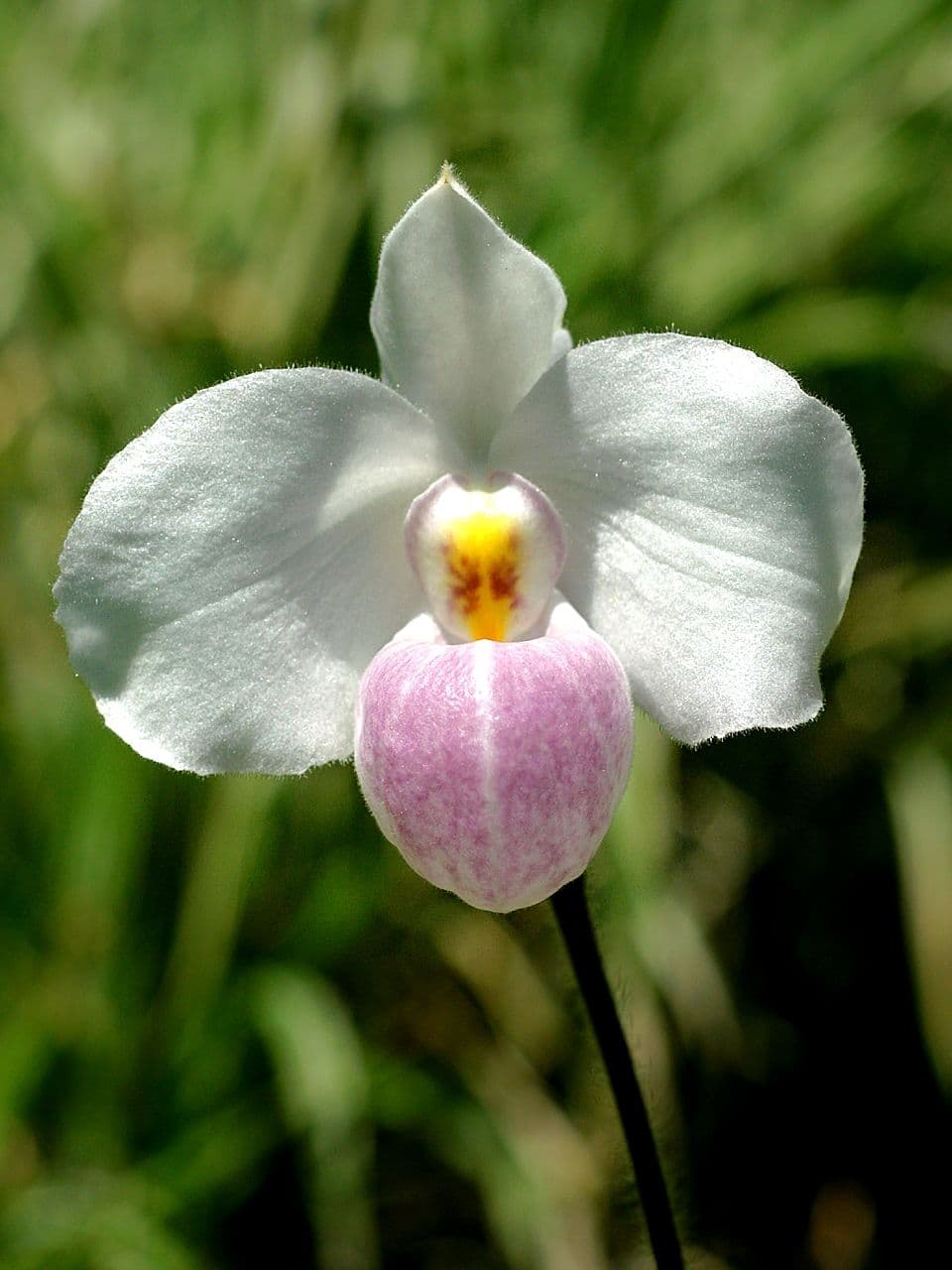 Paphiopedilum Delenatii (Paphiopedilum delenatii)
