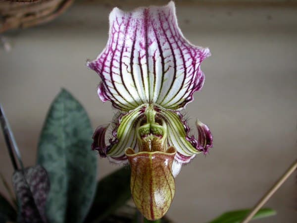 Paphiopedilum Fairrieanum (Paphiopedilum fairrieanum)
