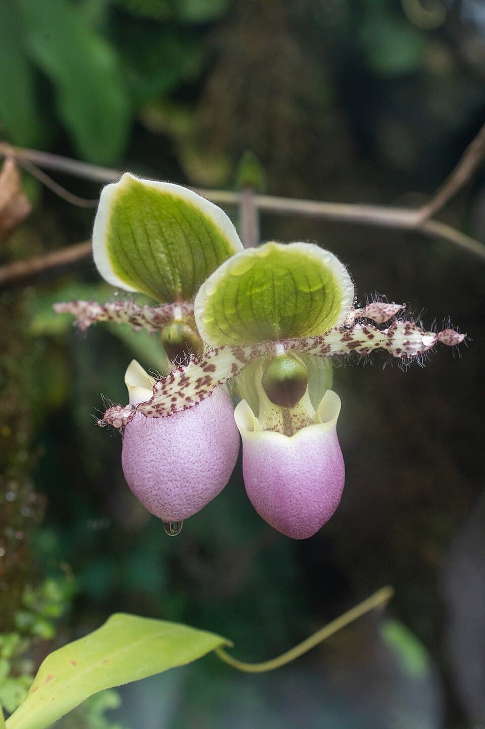 Paphiopedilum Glaucophyllum (Paphiopedilum glaucophyllum)