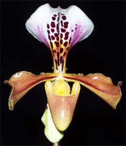 Paphiopedilum Gratrixianum (Paphiopedilum gratrixianum)