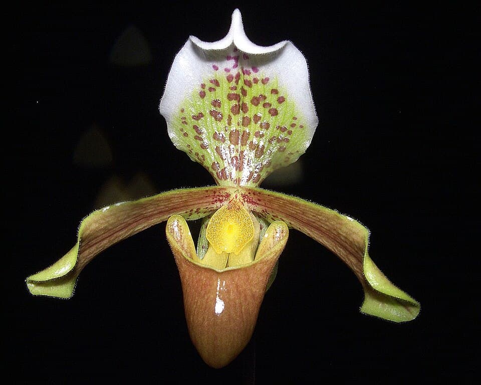 Paphiopedilum Insigne (Paphiopedilum insigne)