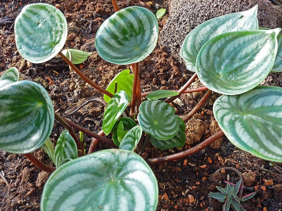 Real photograph of Peperomia Argyreia (Peperomia argyreia)
