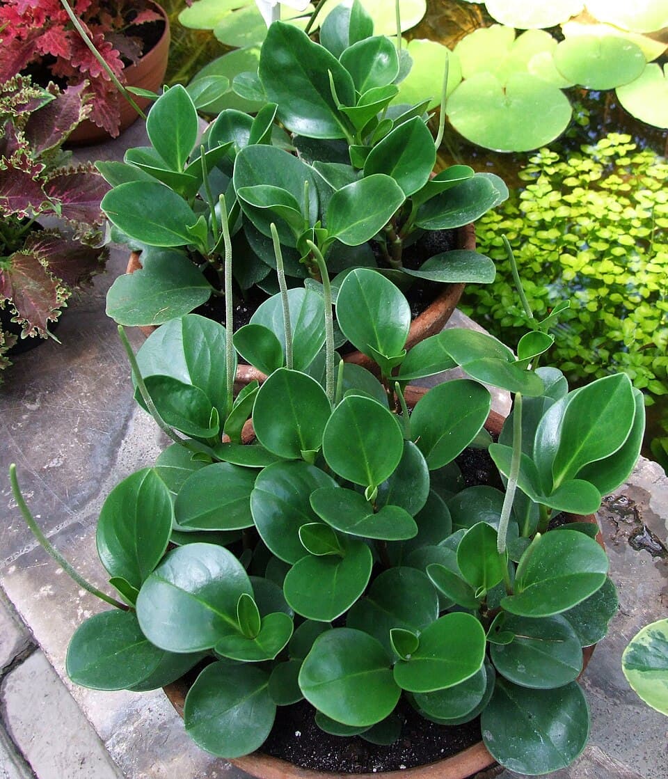 Real photograph of Baby rubber plant (Peperomia obtusifolia)