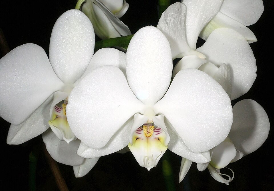Moon orchid (Phalaenopsis amabilis)
