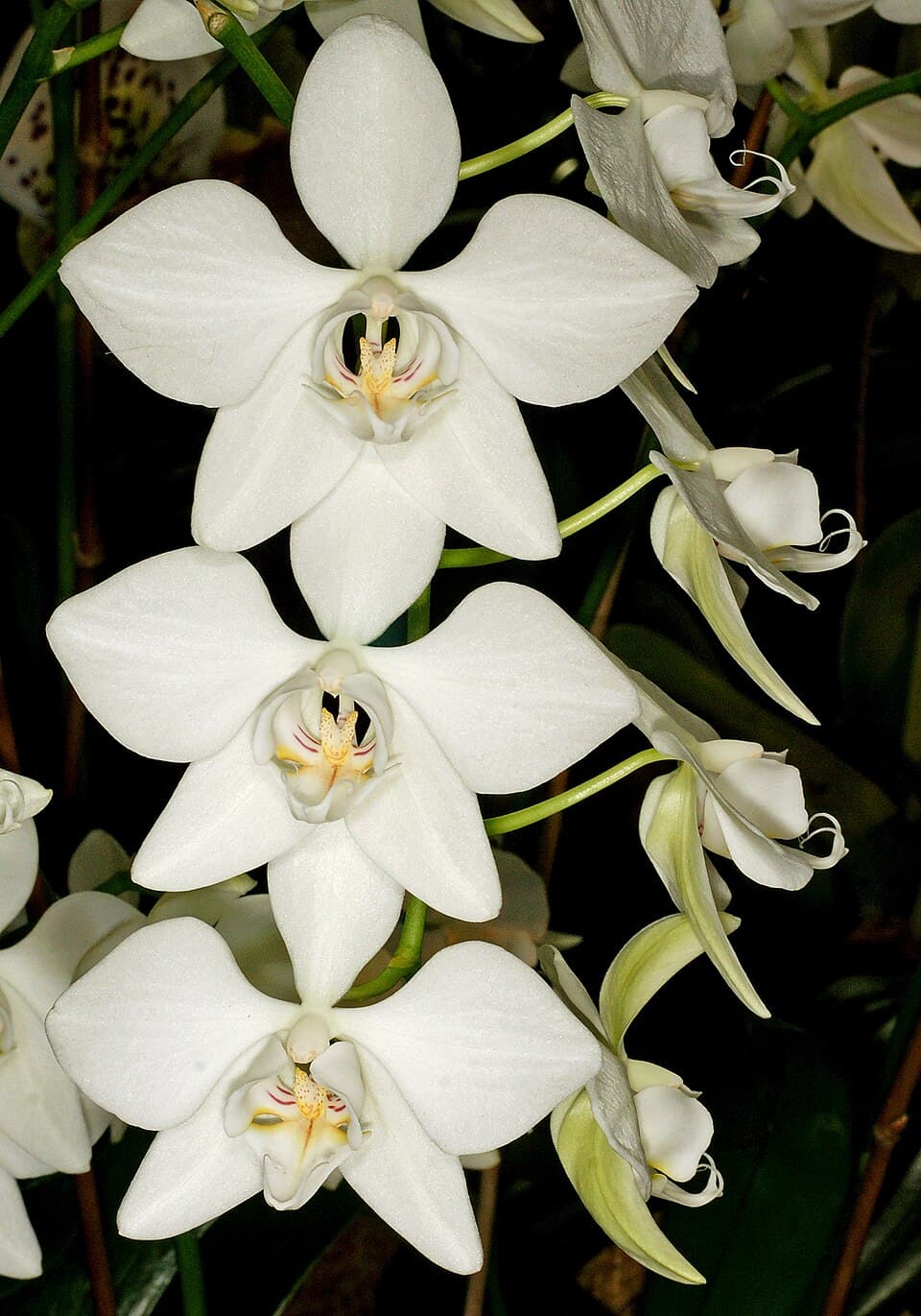 Phalaenopsis Aphrodite (Phalaenopsis aphrodite)