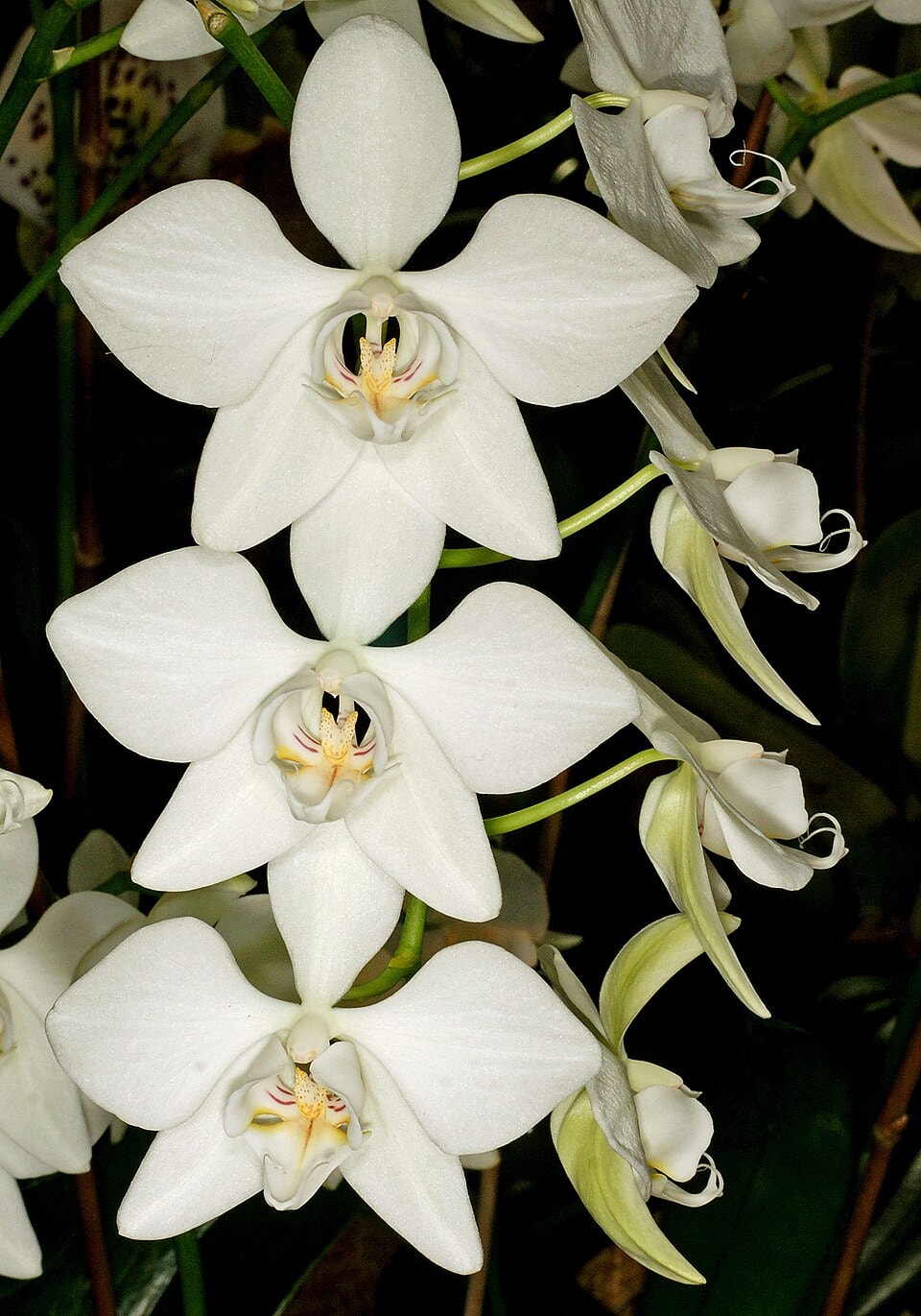 Aphrodite moth orchid (Phalaenopsis aphrodite)