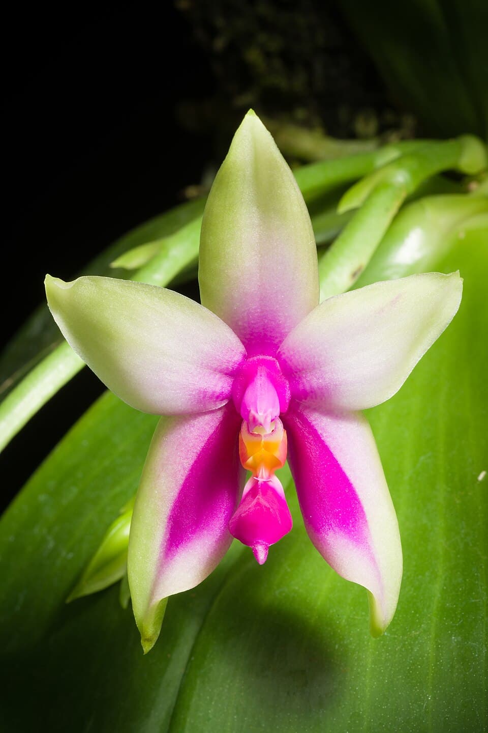 Phalaenopsis Bellina (Phalaenopsis bellina)