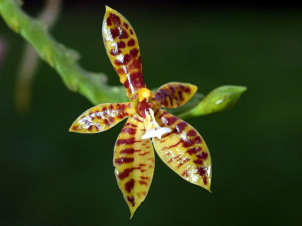 Phalaenopsis Cornu-Cervi (Phalaenopsis cornu-cervi)