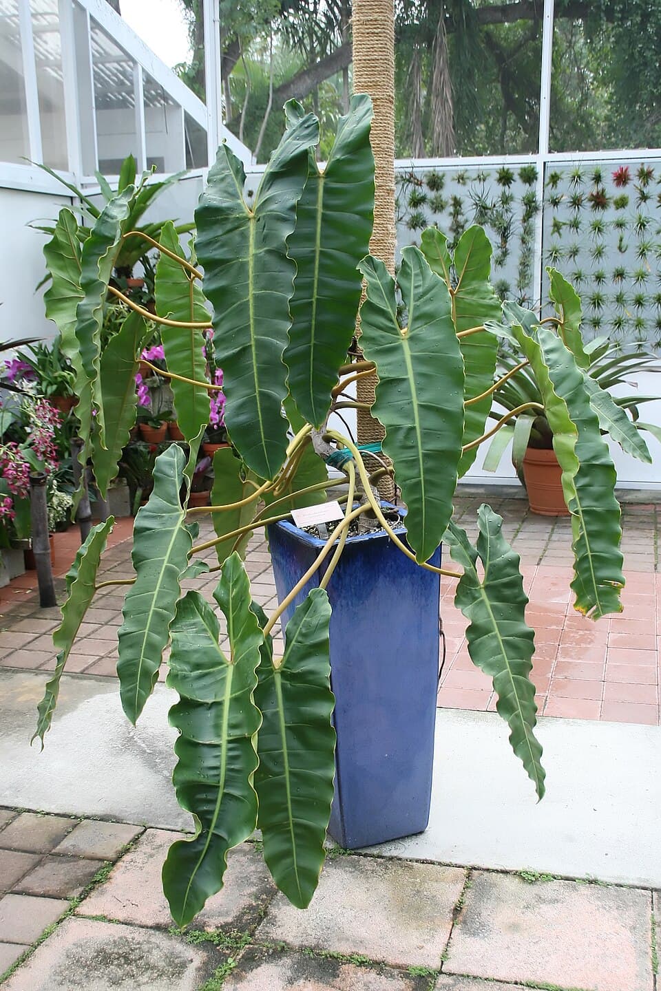 Philodendron Billietiae (Philodendron billietiae)