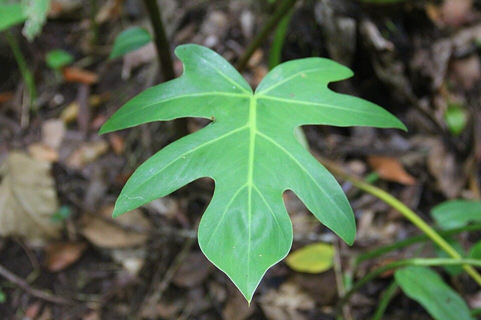 Philodendron Bipennifolium (Philodendron bipennifolium)