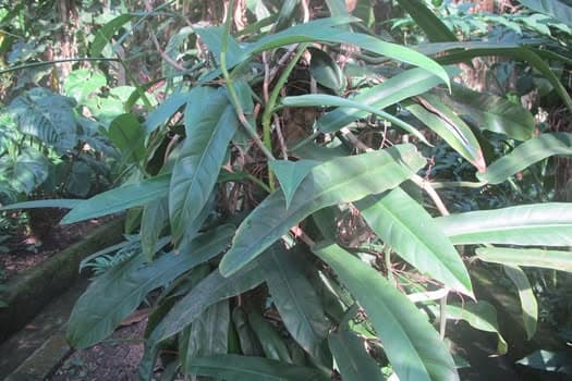Philodendron Burle-Marxii (Philodendron burle-marxii)