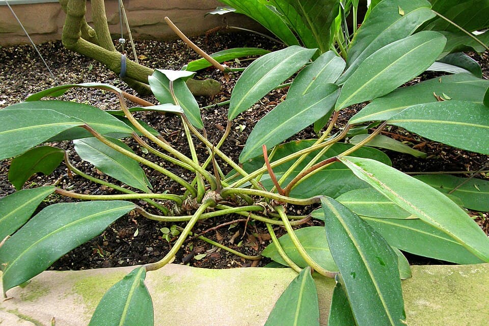 Philodendron Callosum (Philodendron callosum)