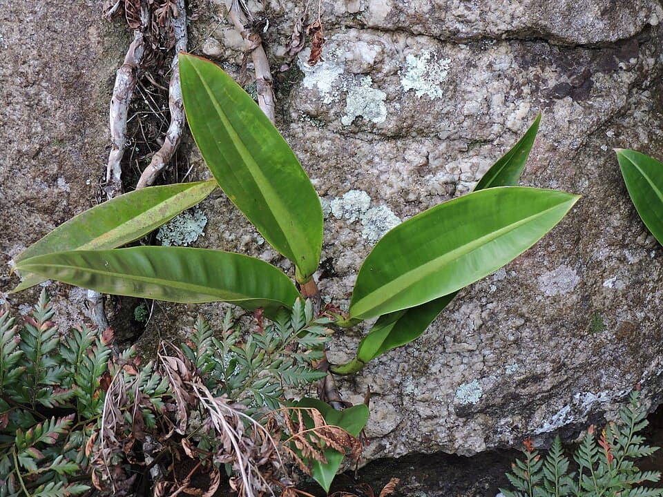 Philodendron Crassinervium (Philodendron crassinervium)