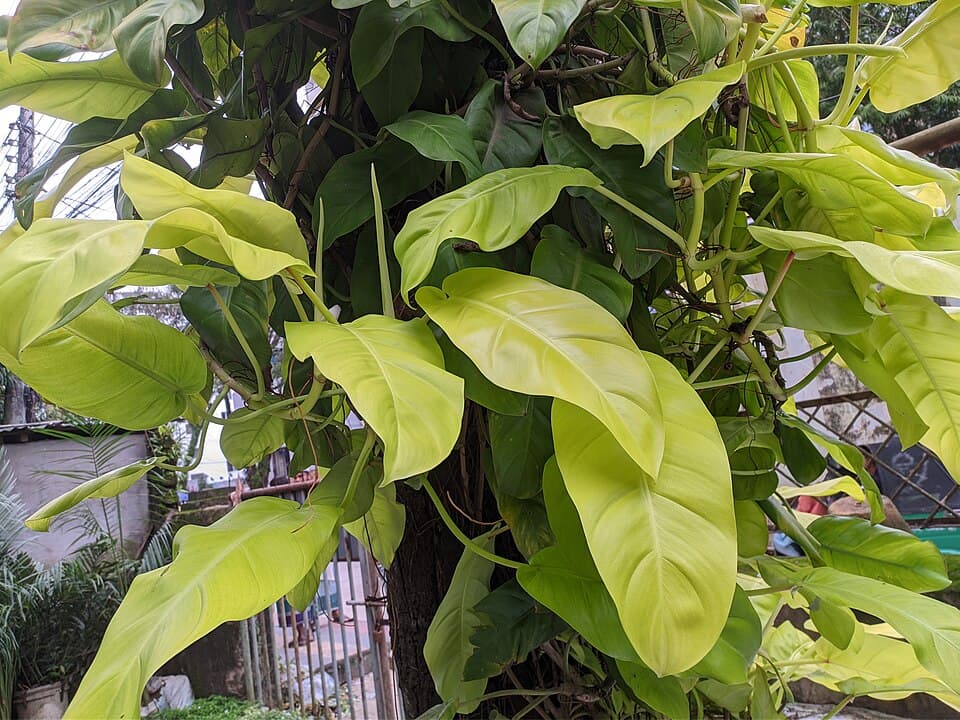 Philodendron Domesticum (Philodendron domesticum)