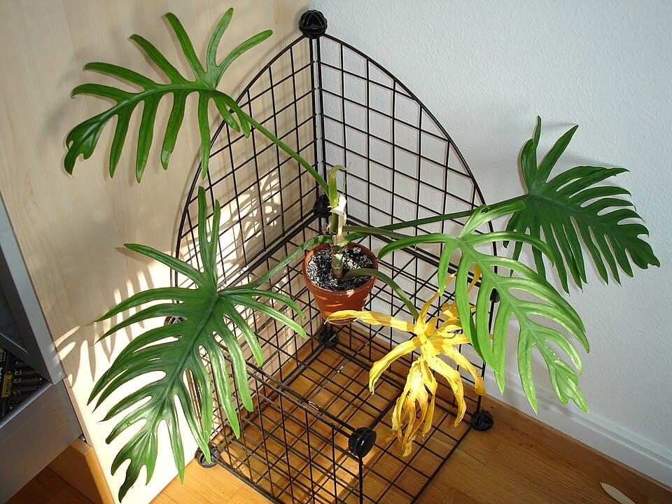 Philodendron Elegans (Philodendron elegans)