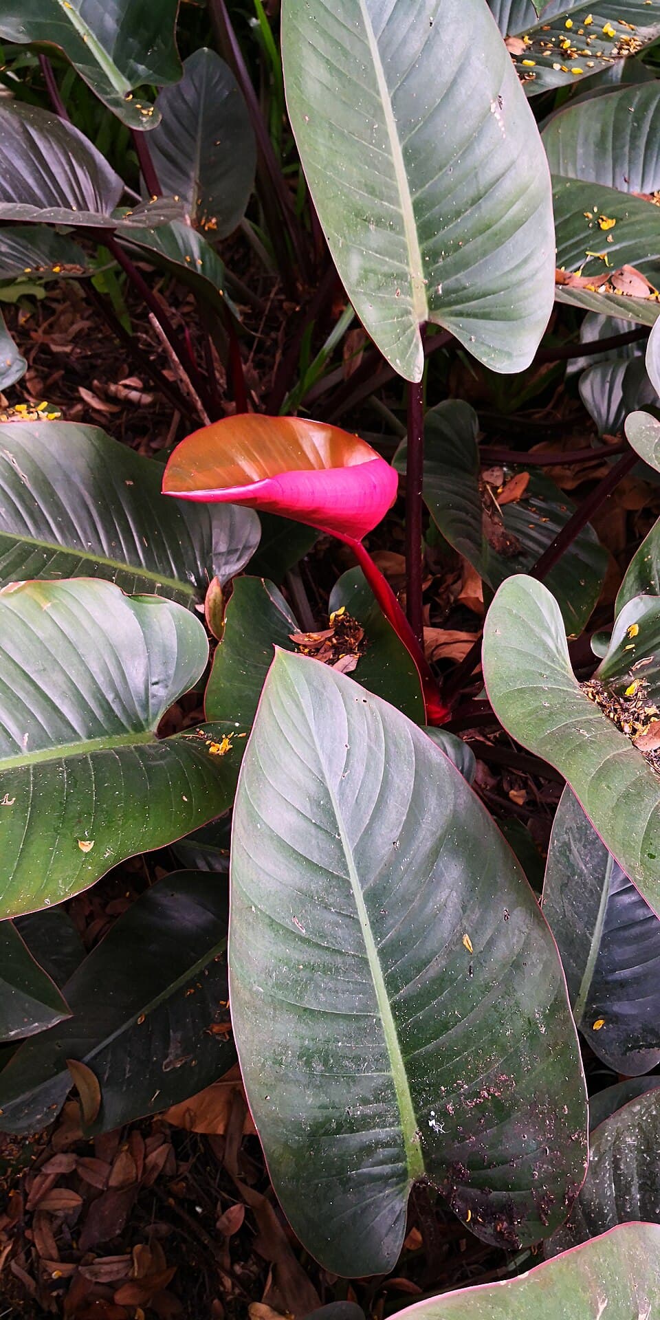 Philodendron Erubescens (Philodendron erubescens)