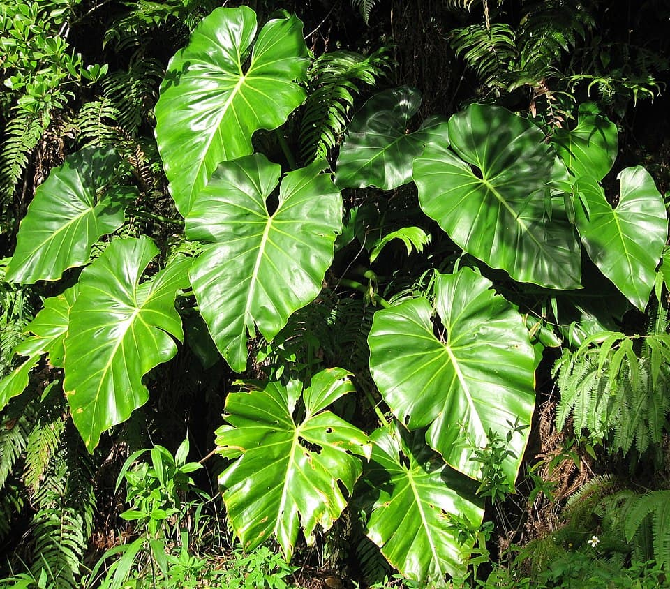 Philodendron Giganteum (Philodendron giganteum)