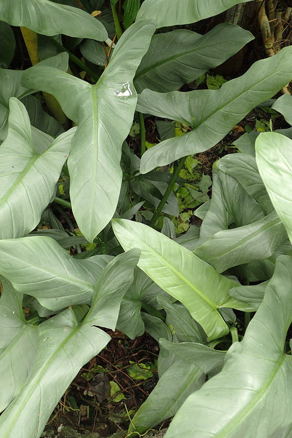 Philodendron Hastatum (Philodendron hastatum)