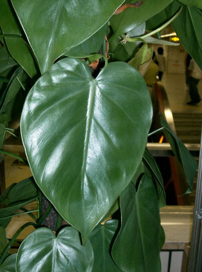 Real photograph of Philodendron Hederaceum (Philodendron hederaceum)