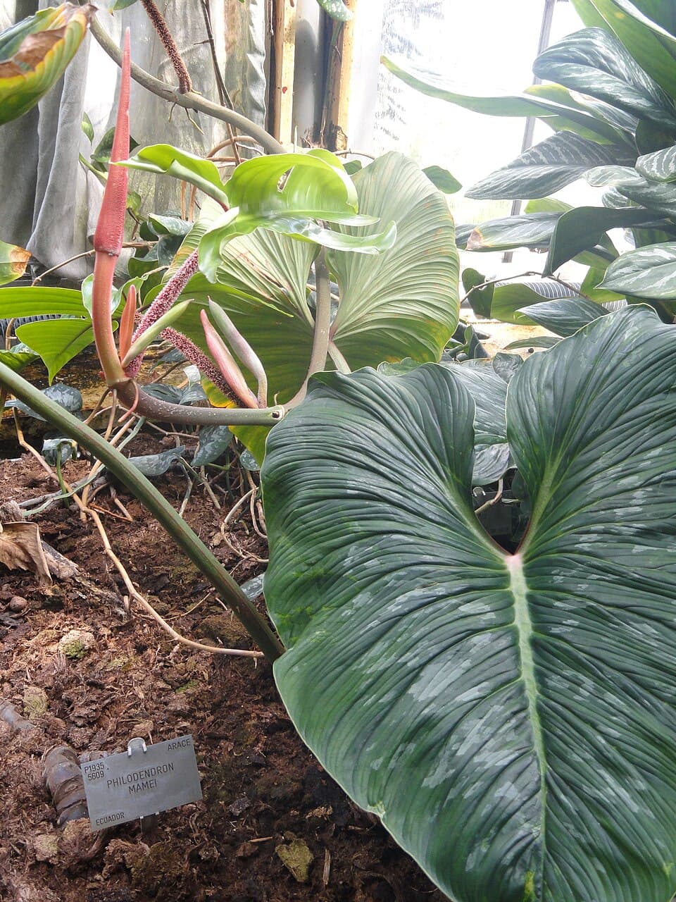 Philodendron Mamei (Philodendron mamei)