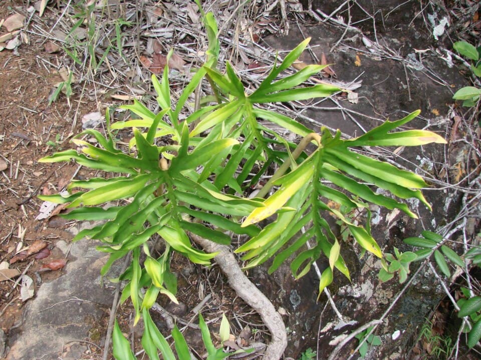 Philodendron Mayoi (Philodendron mayoi)