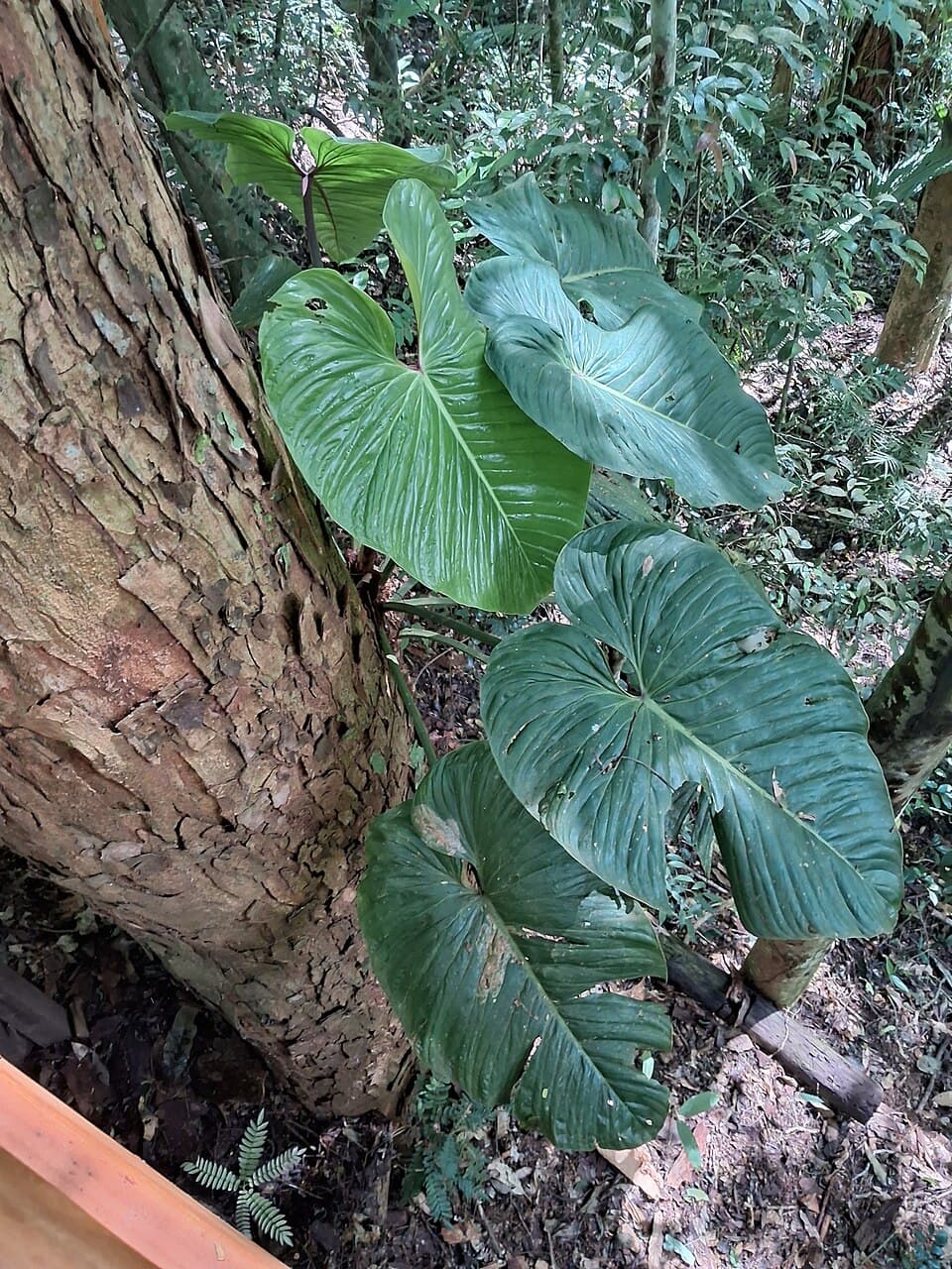 Philodendron Ornatum (Philodendron ornatum)