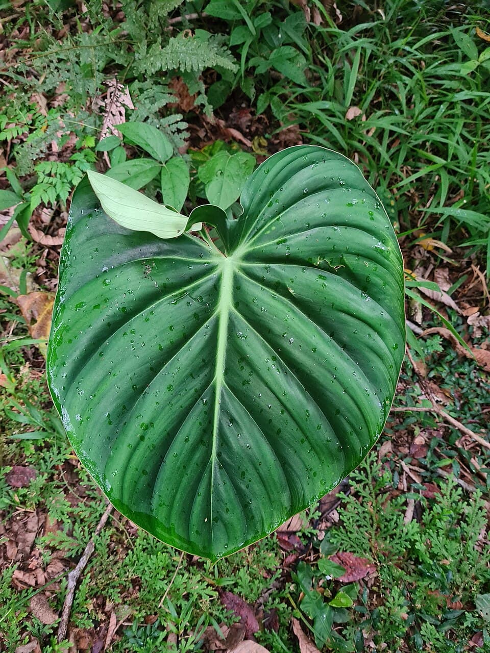 Philodendron Pastazanum (Philodendron pastazanum)