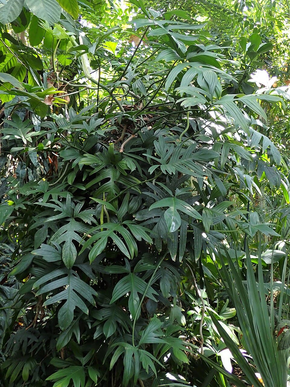 Philodendron Pedatum (Philodendron pedatum)