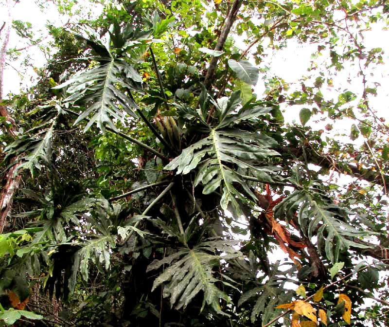 Philodendron Radiatum (Philodendron radiatum)