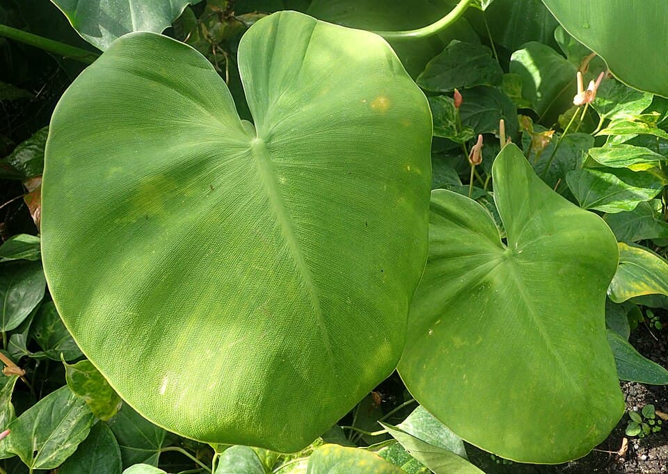 Philodendron Rugosum (Philodendron rugosum)
