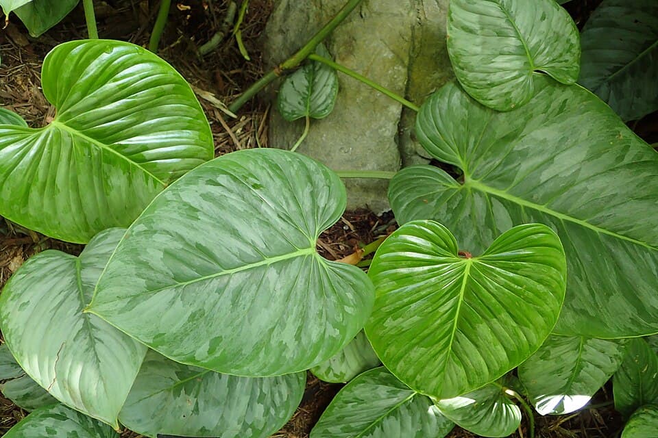 Philodendron Sodiroi (Philodendron sodiroi)