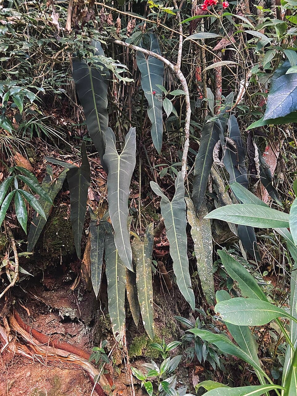 Philodendron Spiritus-Sancti (Philodendron spiritus-sancti)