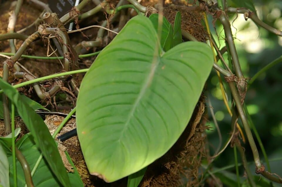 Philodendron Tenue (Philodendron tenue)