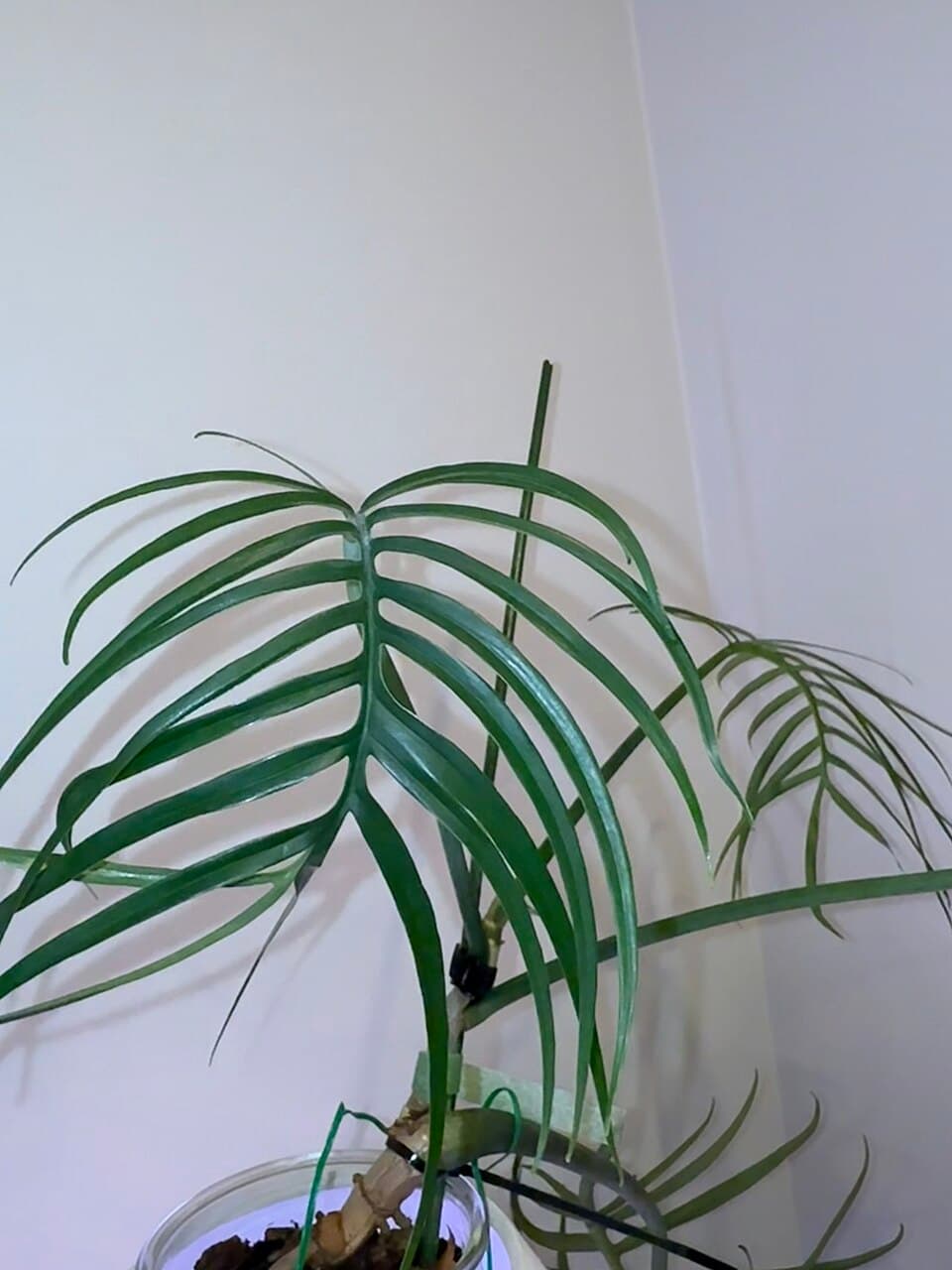 Philodendron Tortum (Philodendron tortum)