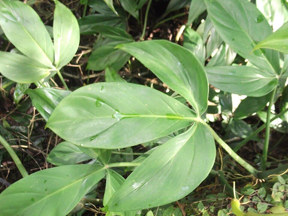 Philodendron Tripartitum (Philodendron tripartitum)