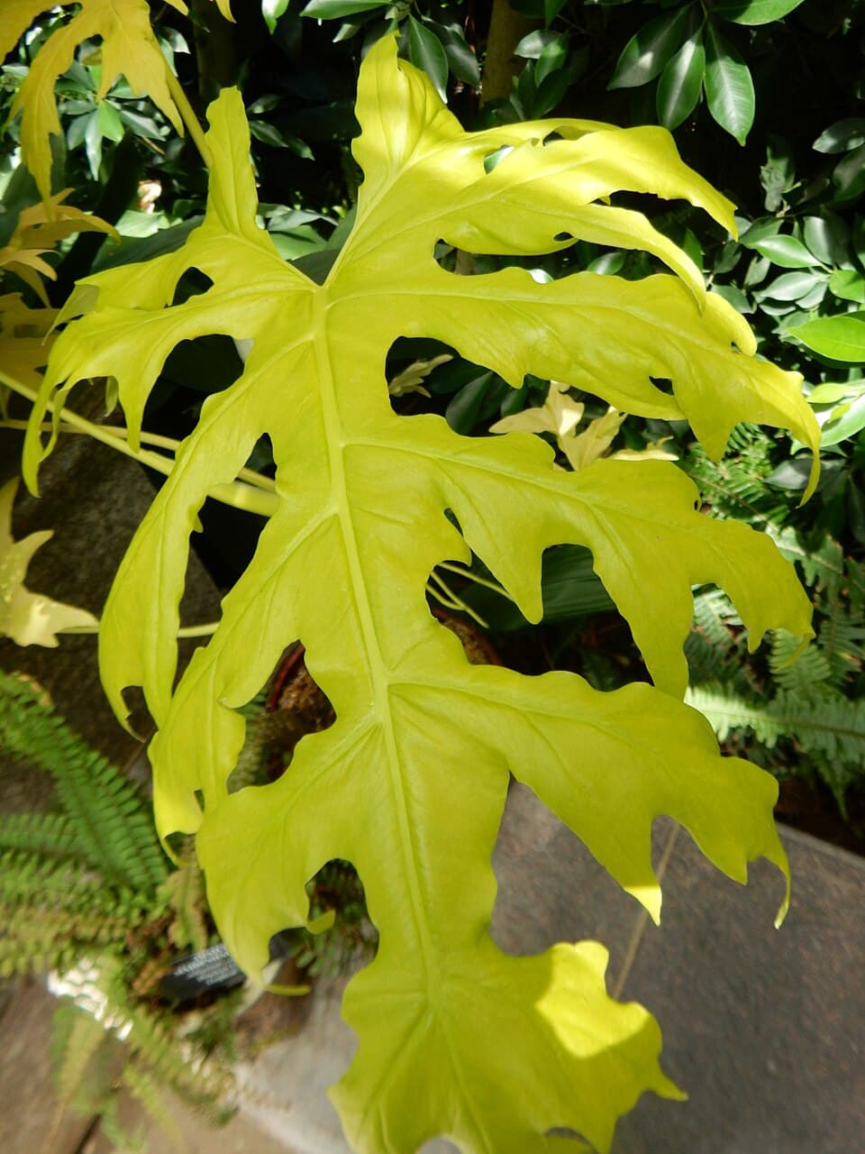 Philodendron Warszewiczii (Philodendron warszewiczii)